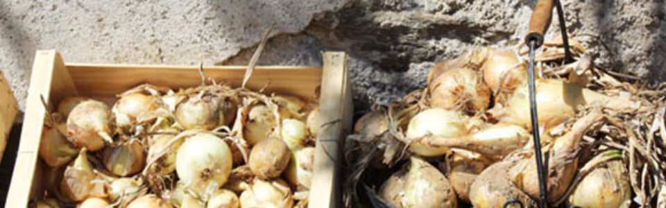 68-la-pieyre-zwiebeln